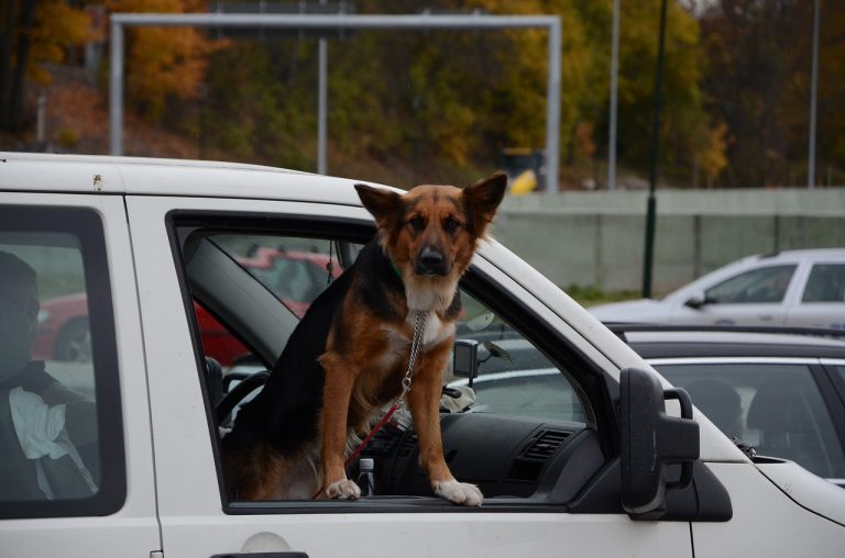 Viajar con mascotas: así tienes que asegurar a compañero peludo en el coche